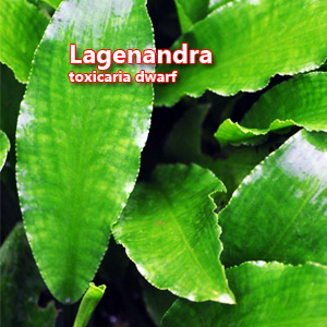 Lagenandra toxicaria dwarf